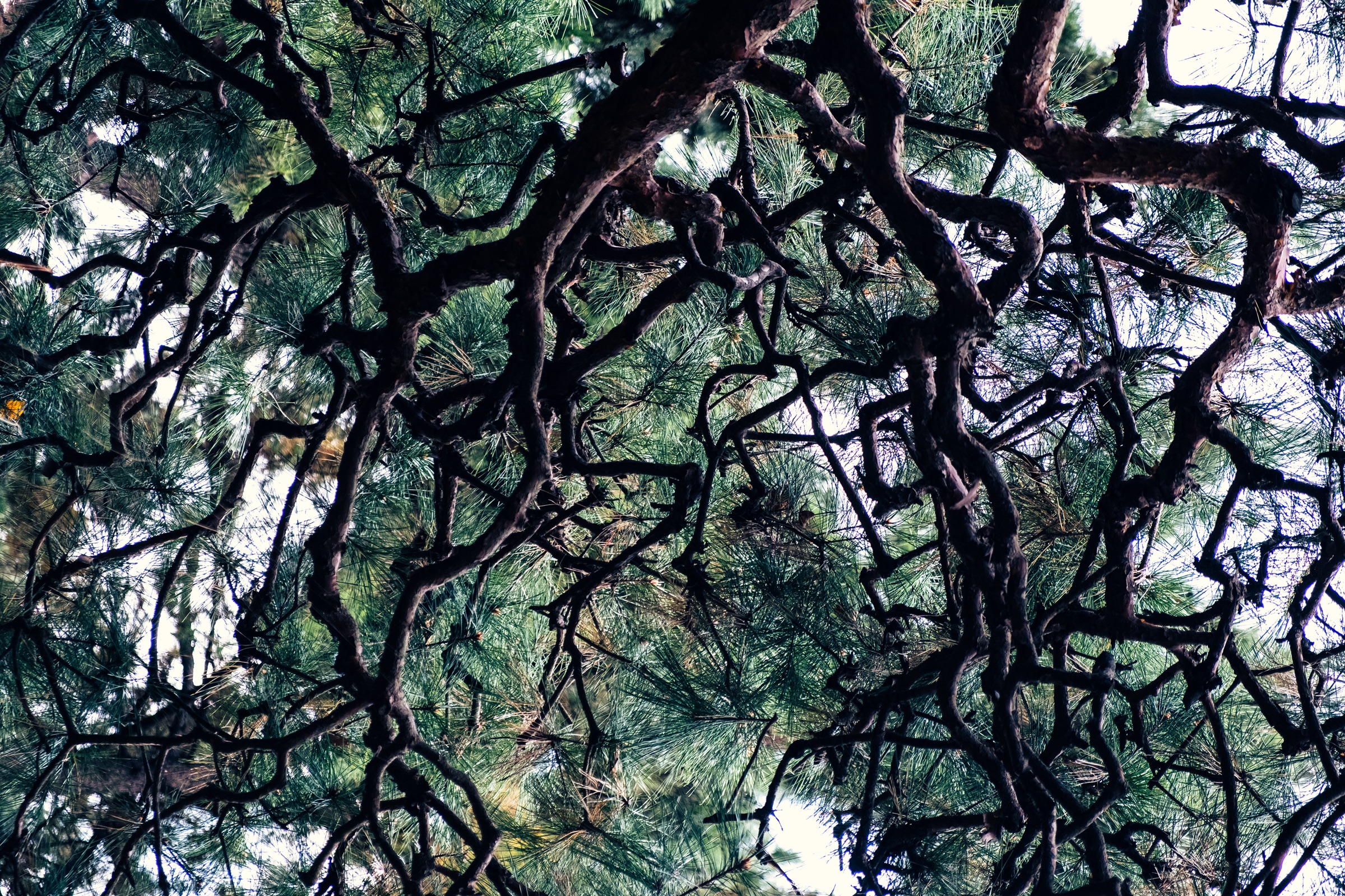 Nature's Symphony artwork
