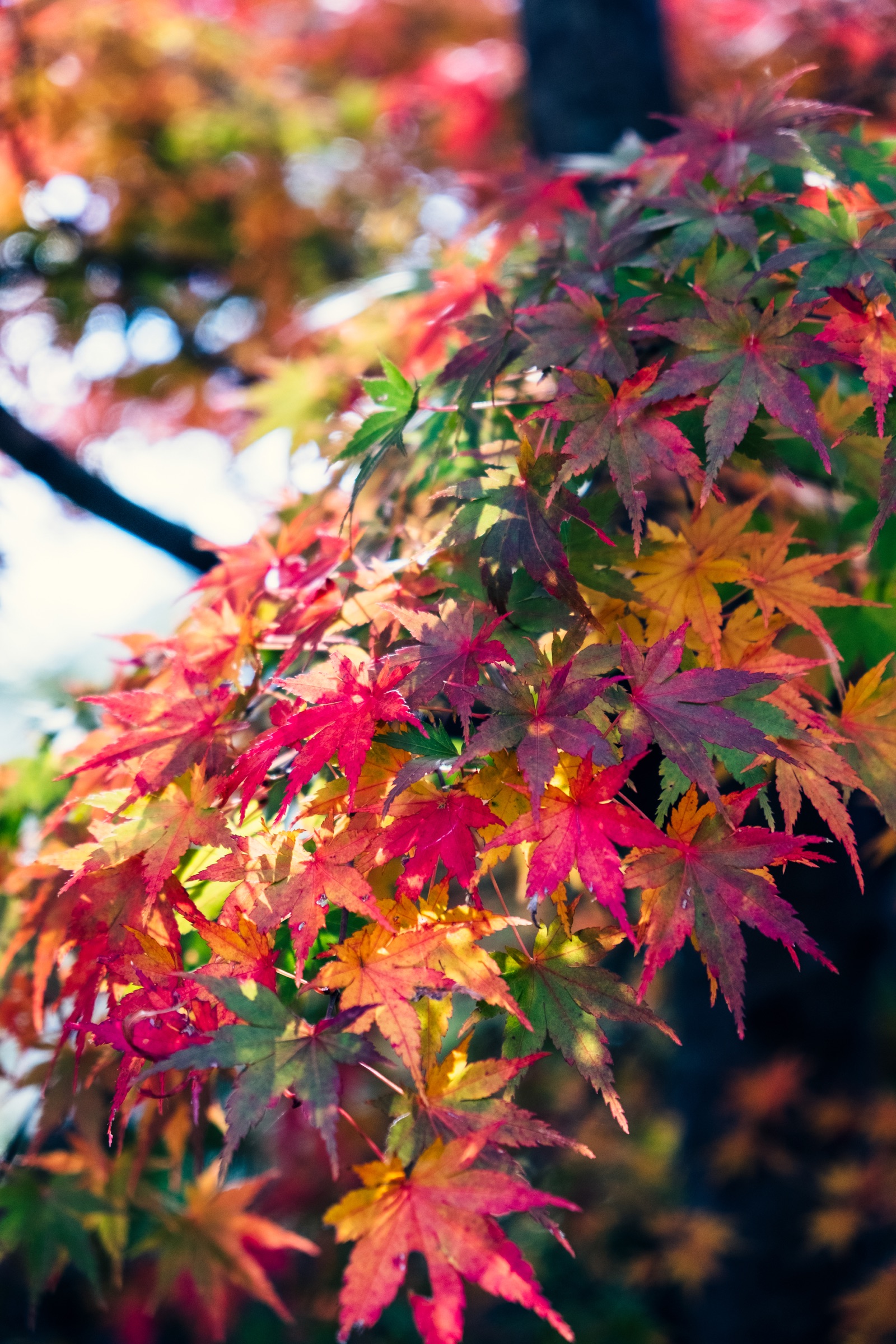 Nature's Symphony artwork