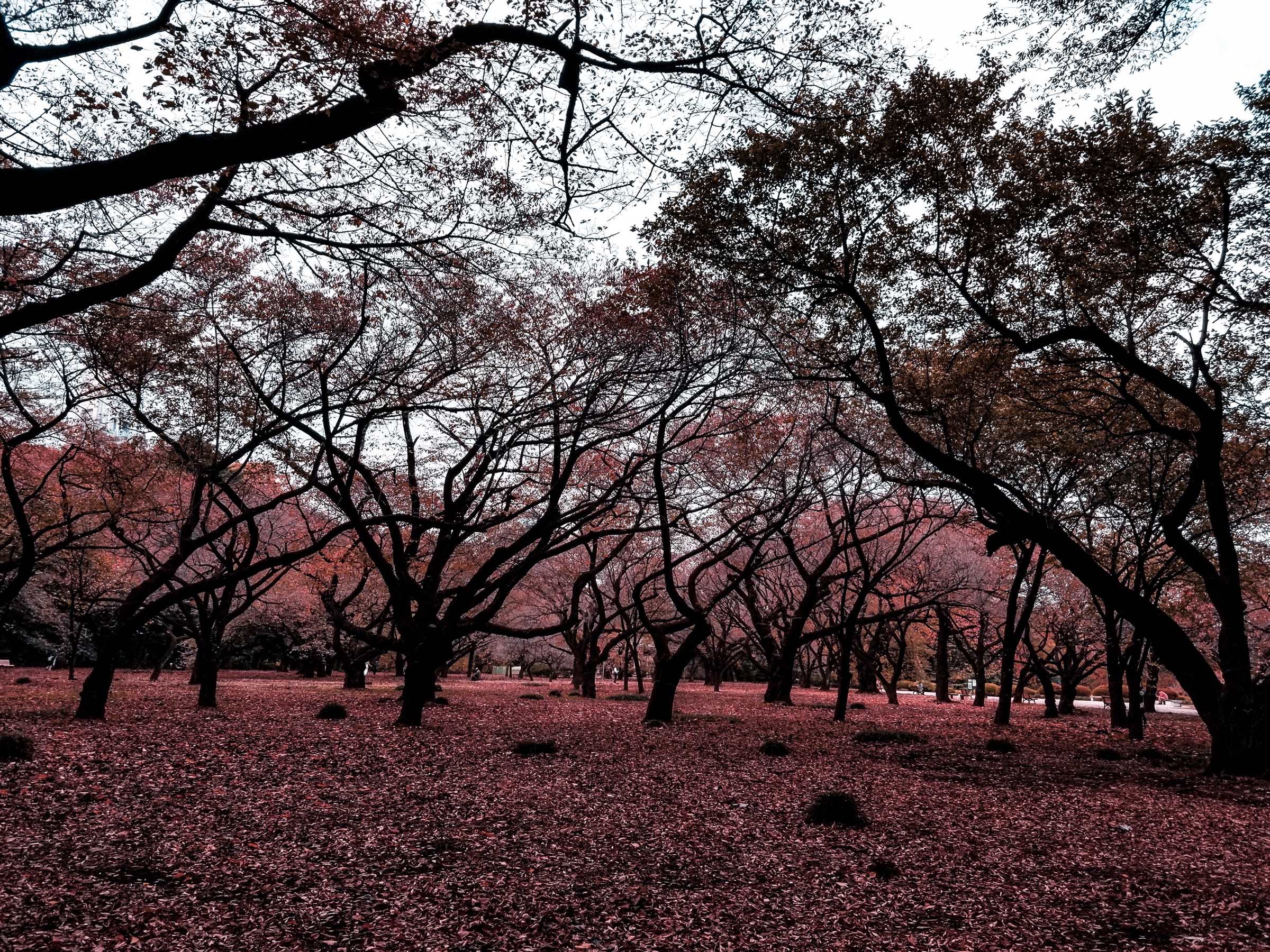 Nature's Symphony artwork