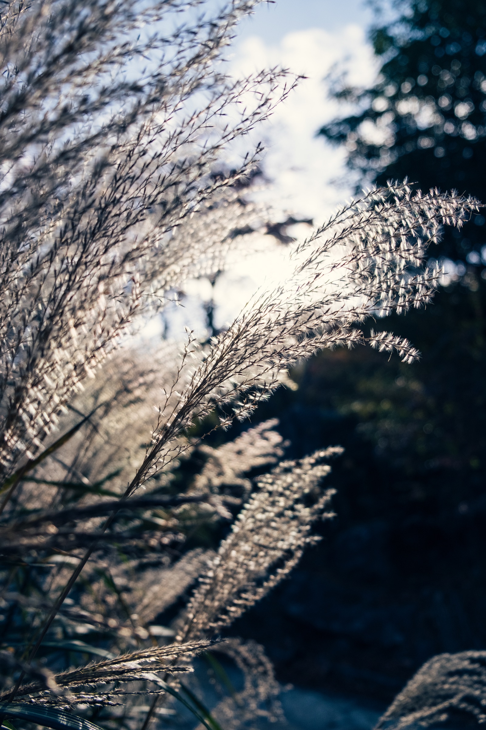 Nature's Symphony artwork