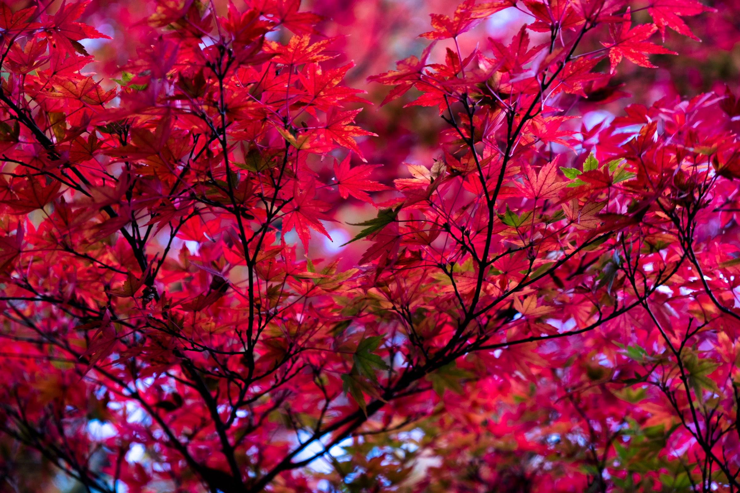 Nature's Symphony artwork