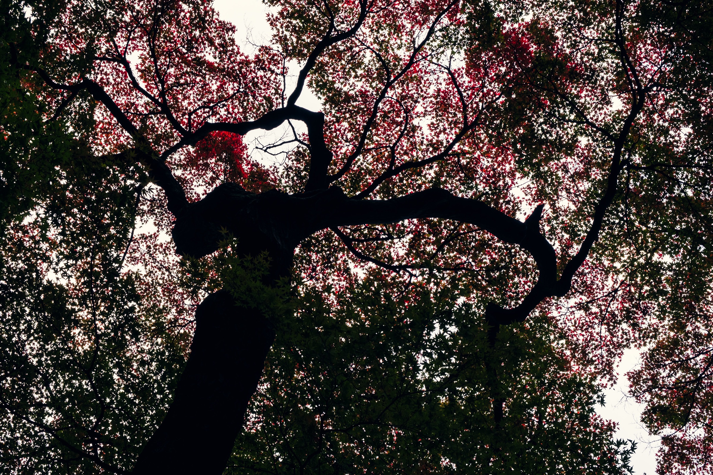 Nature's Symphony artwork