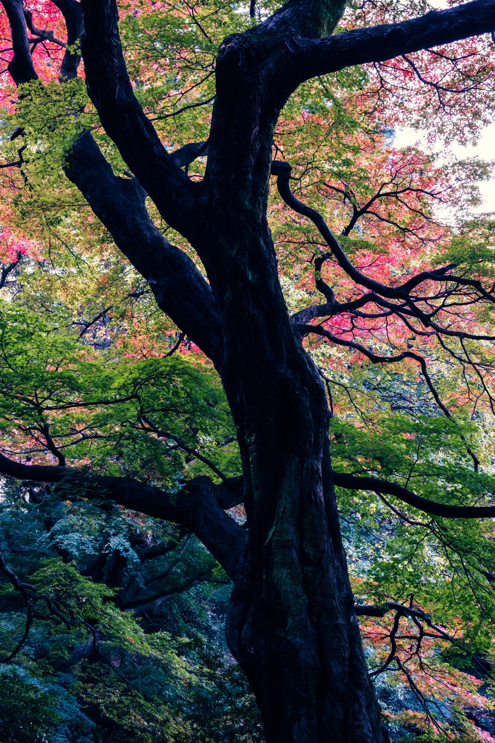 Nature's Symphony artwork