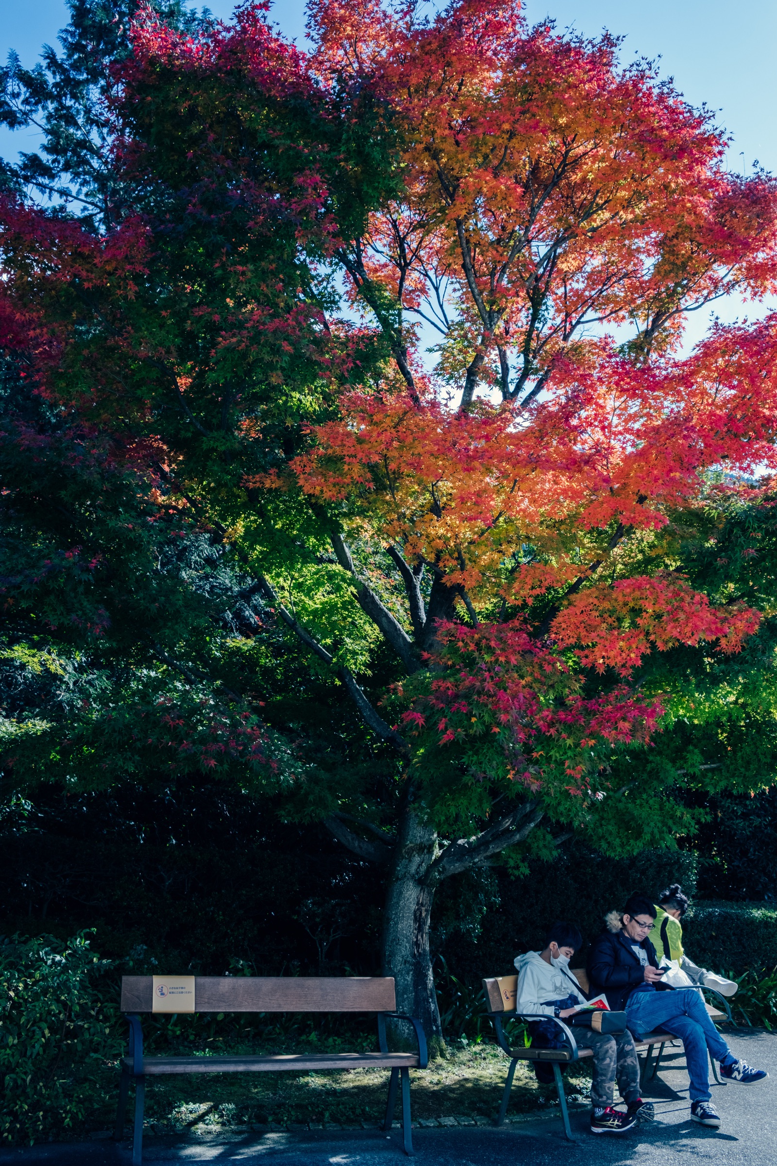 Nature's Symphony artwork