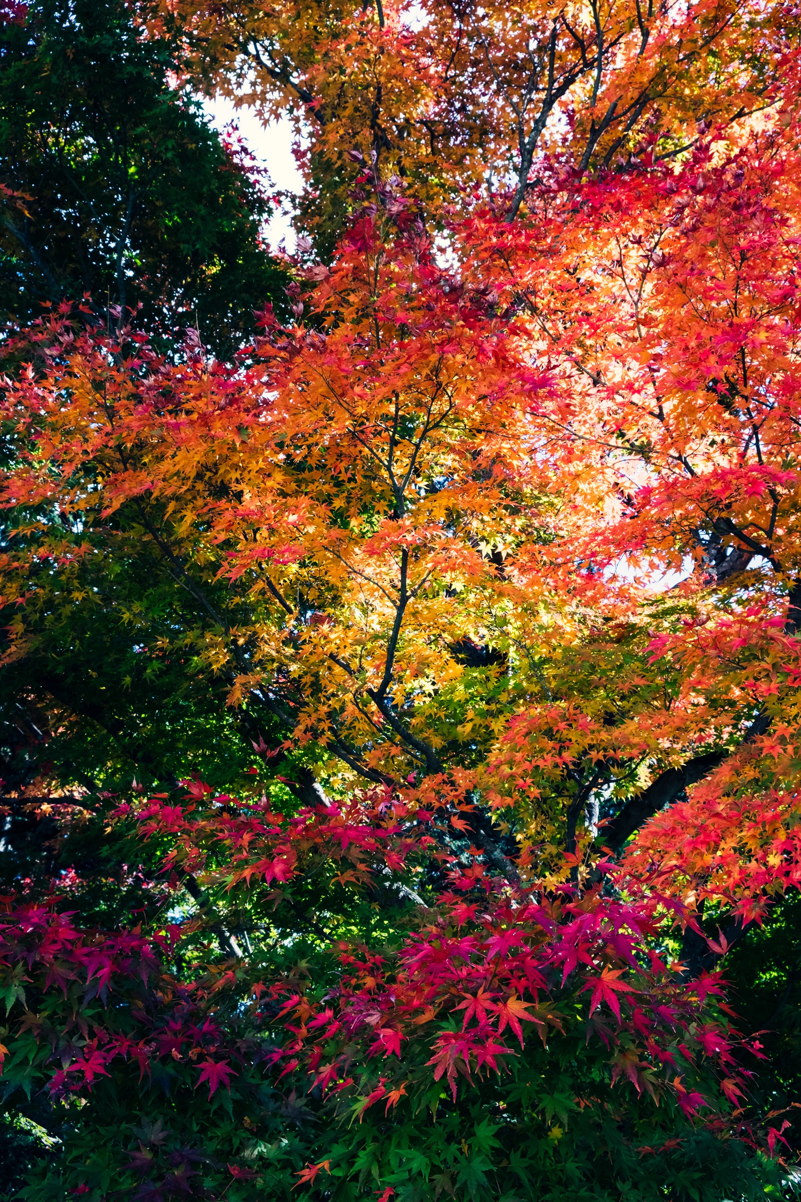 Nature's Symphony artwork