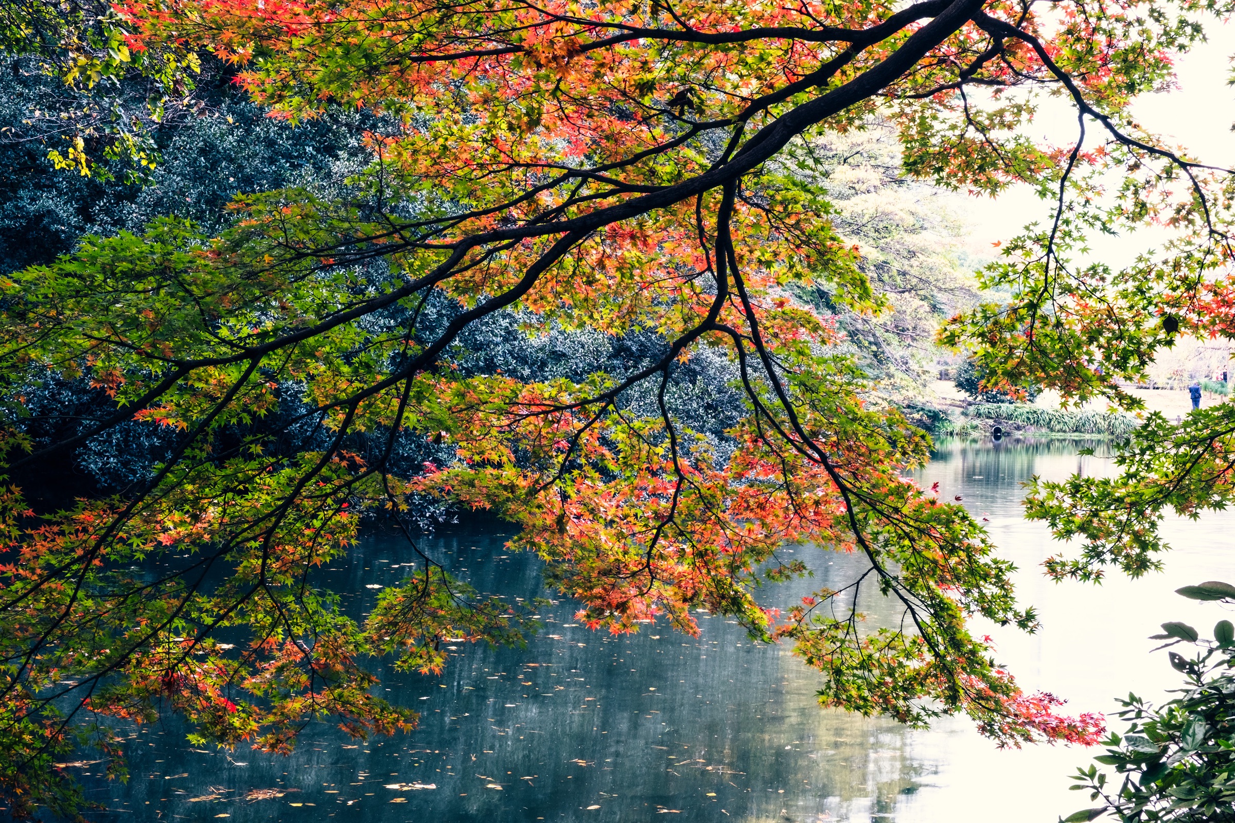 Nature's Symphony artwork