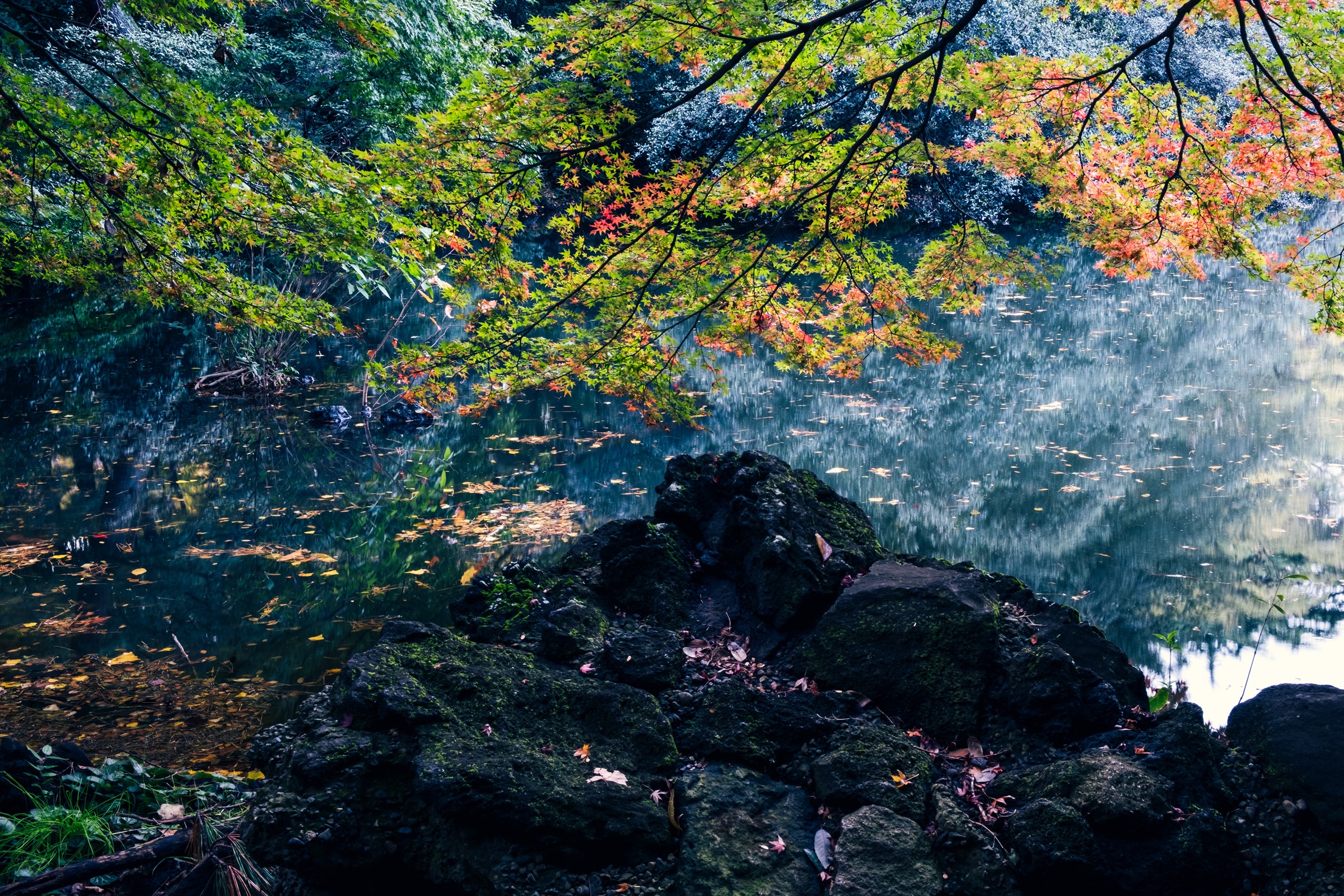 Nature's Symphony artwork