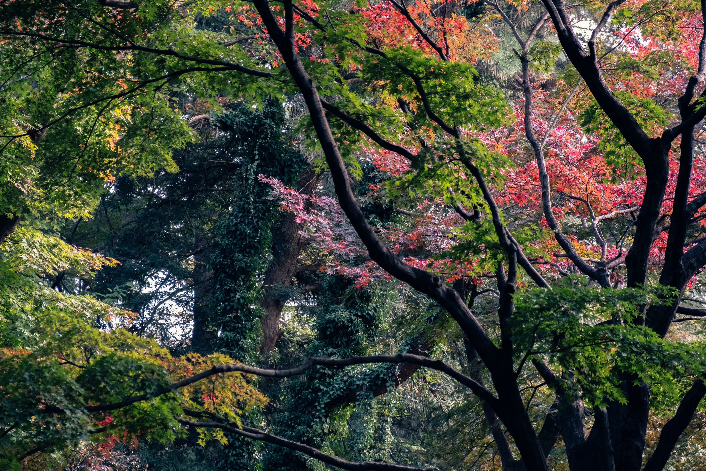 Nature's Symphony artwork