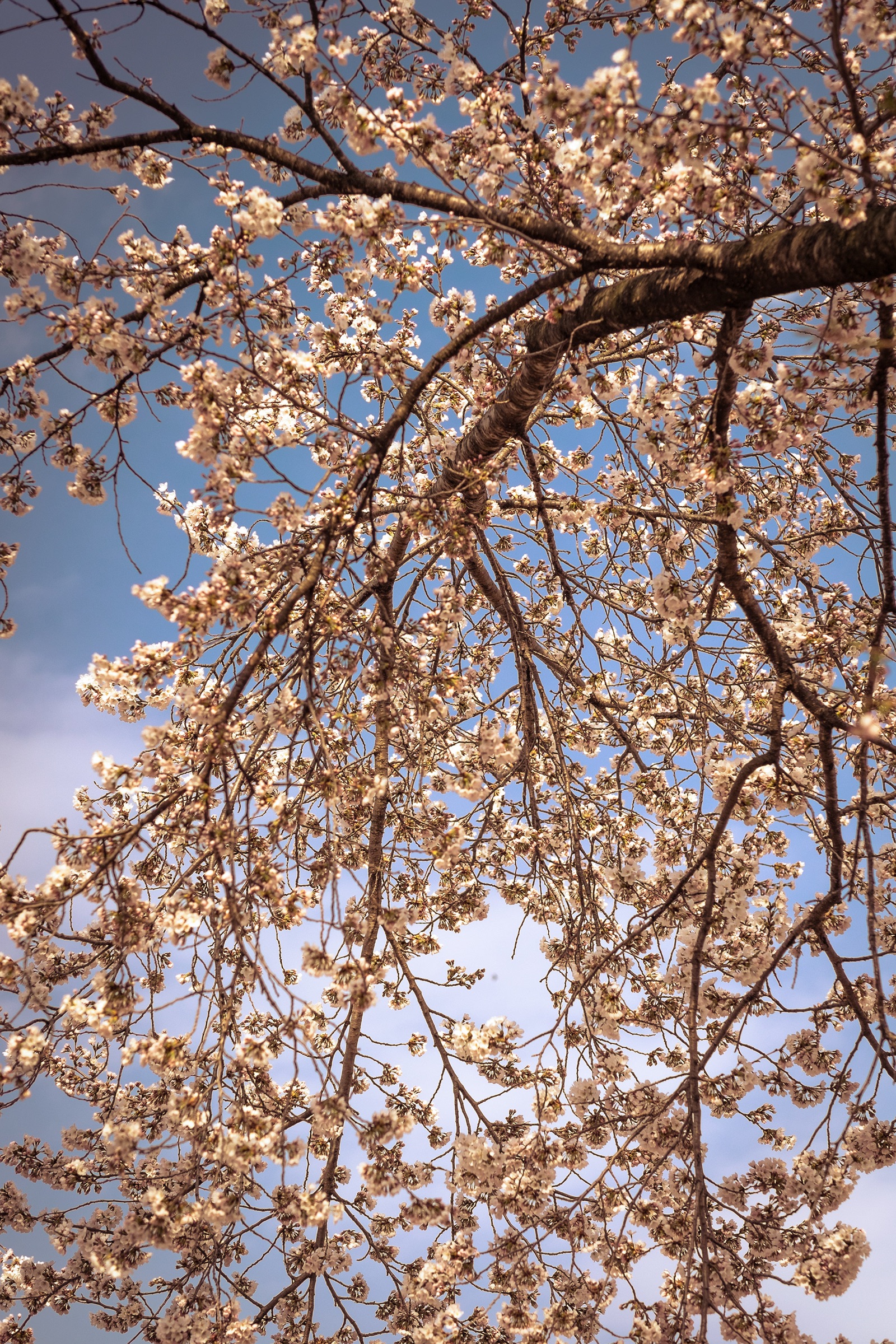 Nature's Symphony artwork