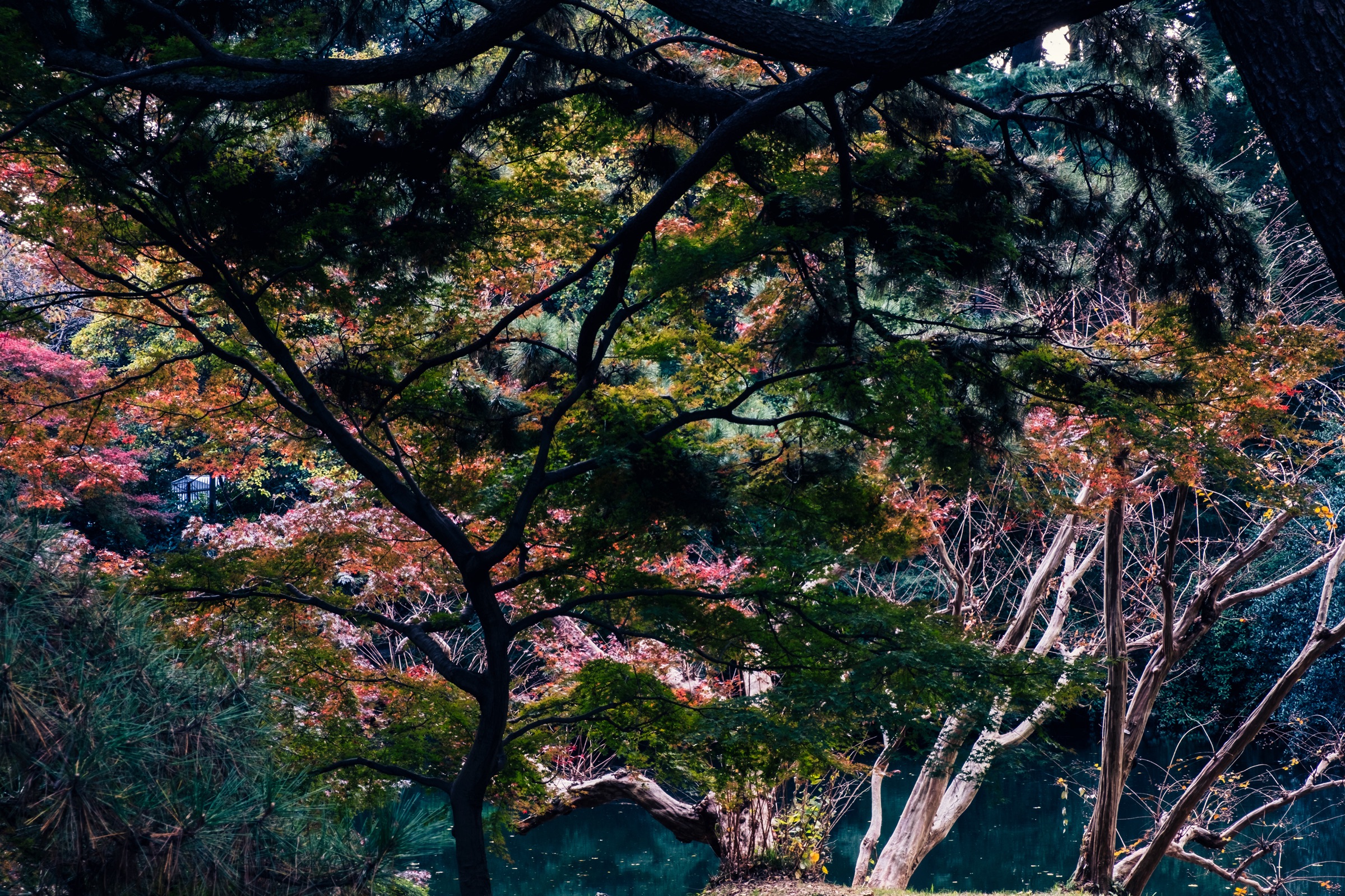 Nature's Symphony artwork