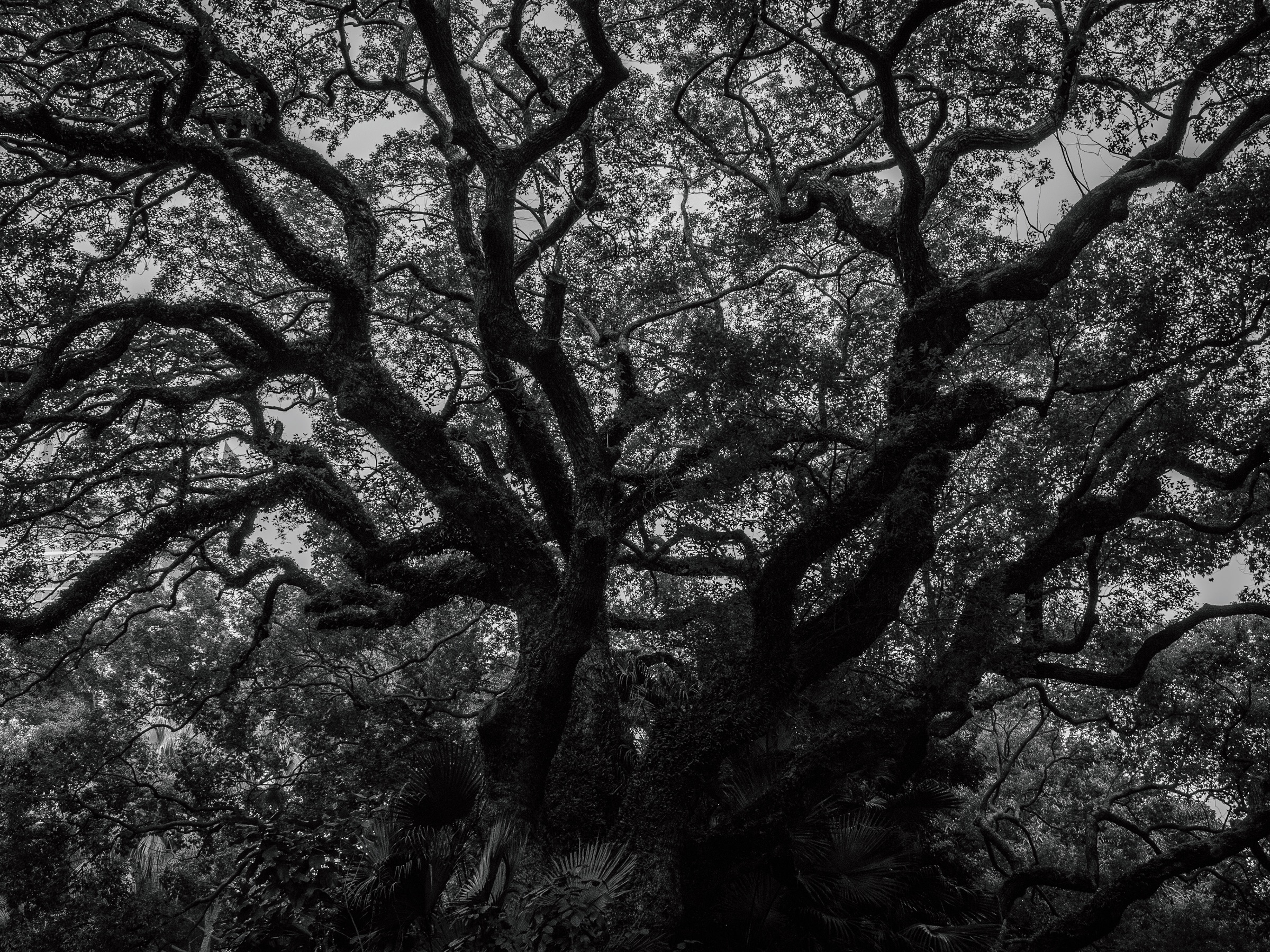 Nature's Symphony artwork