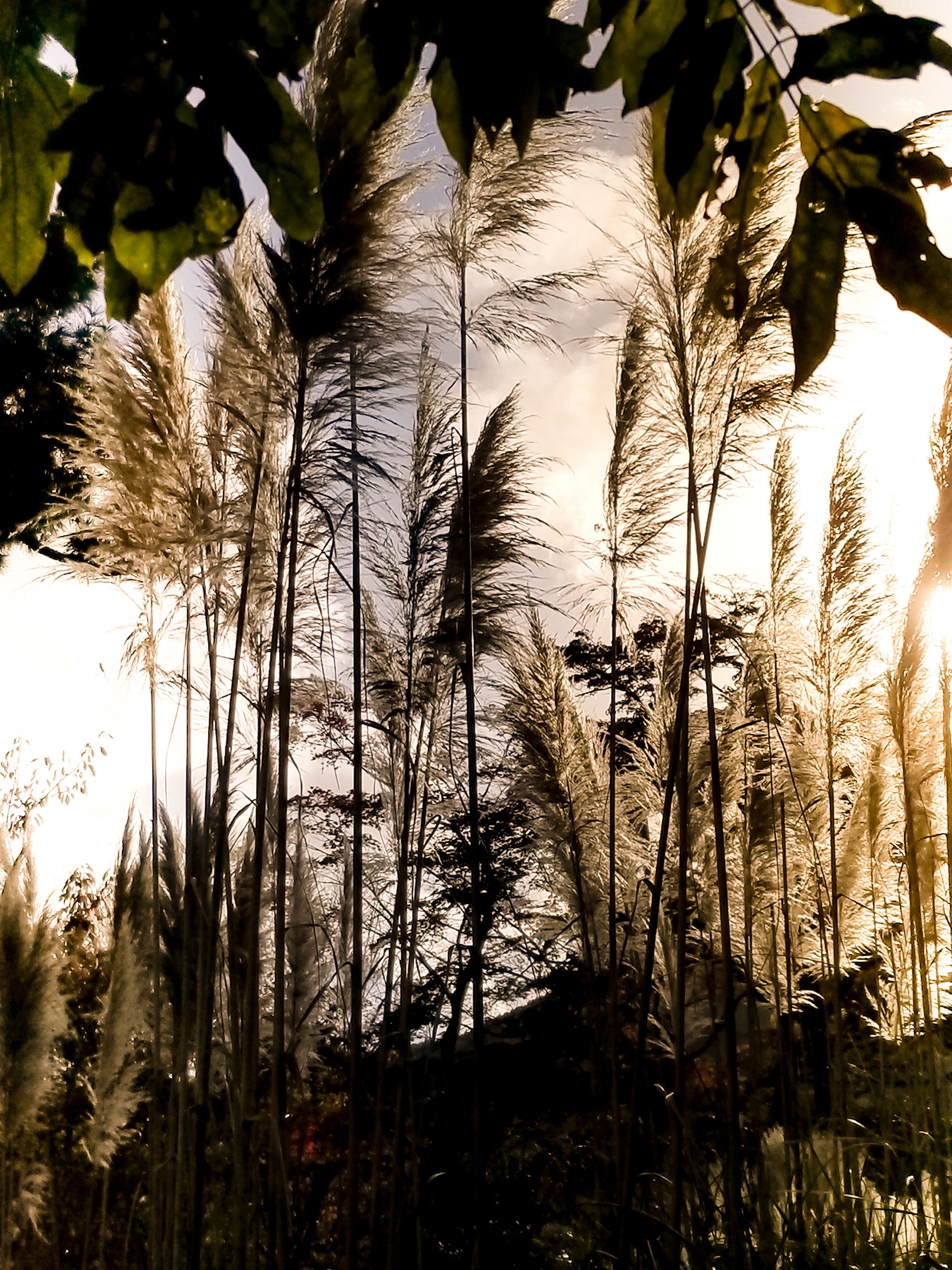 Nature's Symphony artwork