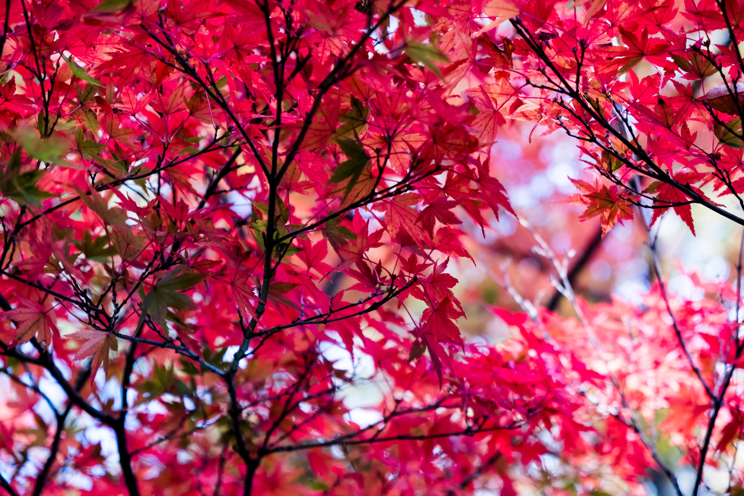 Nature's Symphony artwork