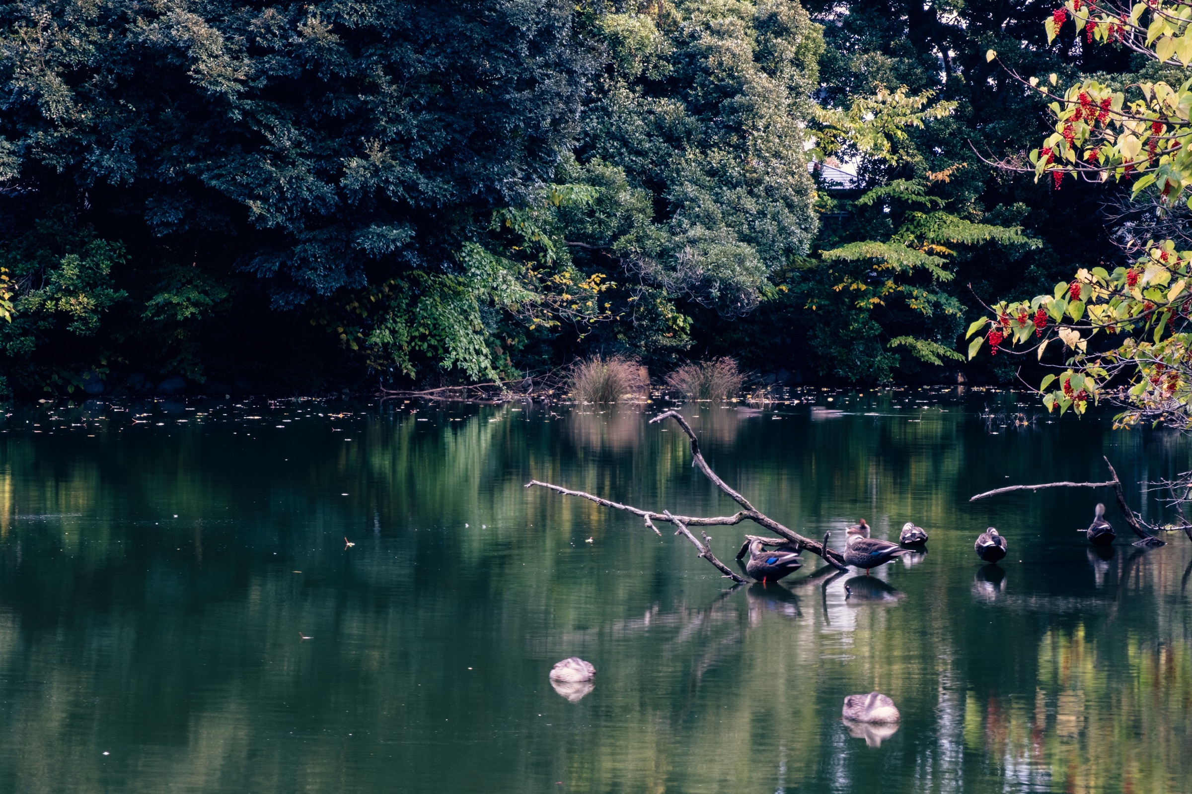 Nature's Symphony artwork